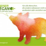 PR Bild Maran Vegan, Werbesujet Schwein