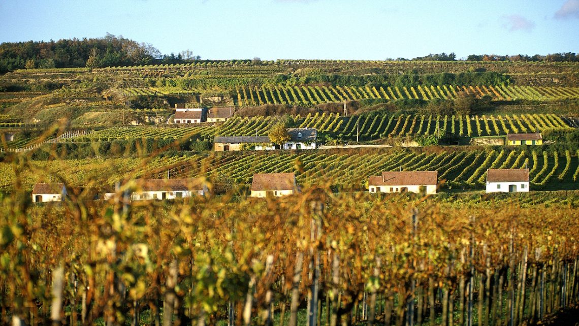 Lössfrühling PR Bild Feuersbrunn Wagram