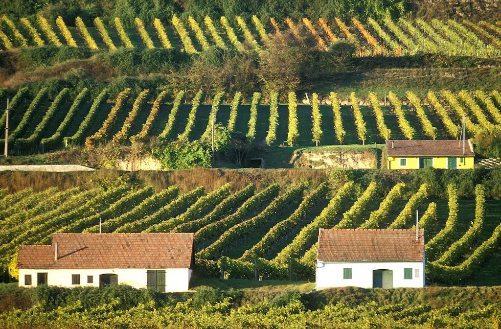 Weinberg in Feuersbrunn © Donau Niederösterreich - Rudi Weiss