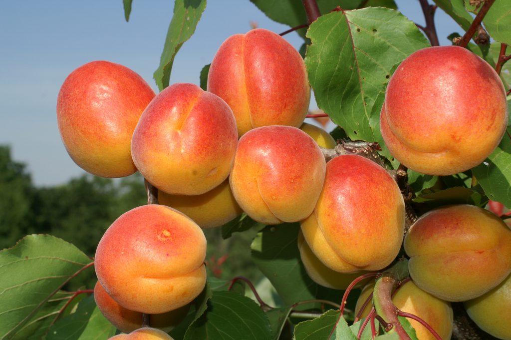 Pressebild Vino Versum Poysdorfer Marillen, Sorte Aurora 2 © Obstbaumschule Robert Schreiber