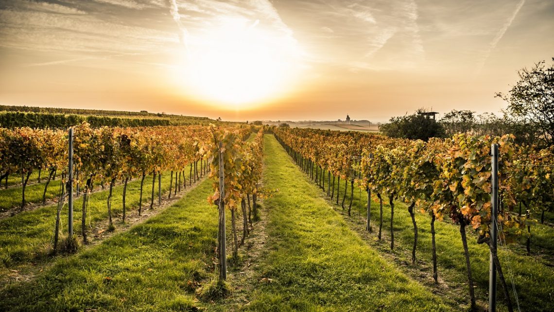 PR Bild Landschaft am Wagram-Königsbrunn © Donau Niederösterreich, Robert Herbst