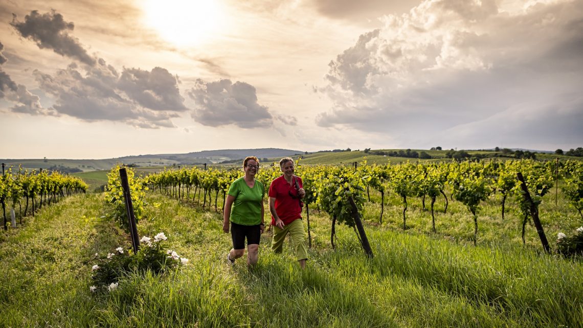 PR Bild Vino Versum Poysdorf Tourismus Wandern in Poysdorf © Robert Herbst