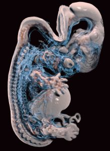 Embryo-Darstellung © Anatomage